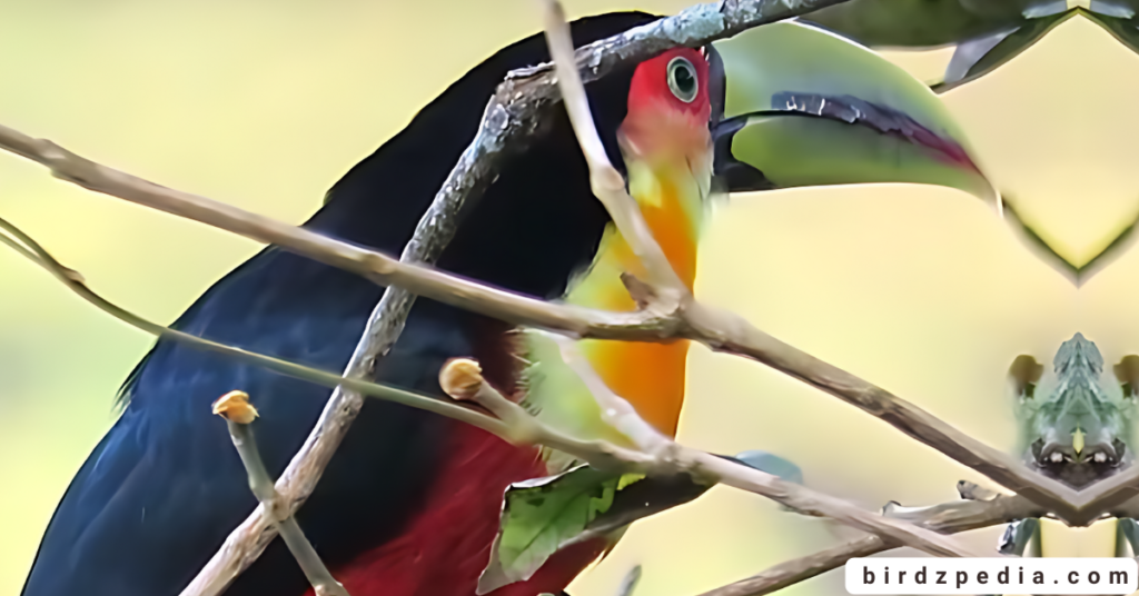 Red-breasted Toucan birdzpedia.com