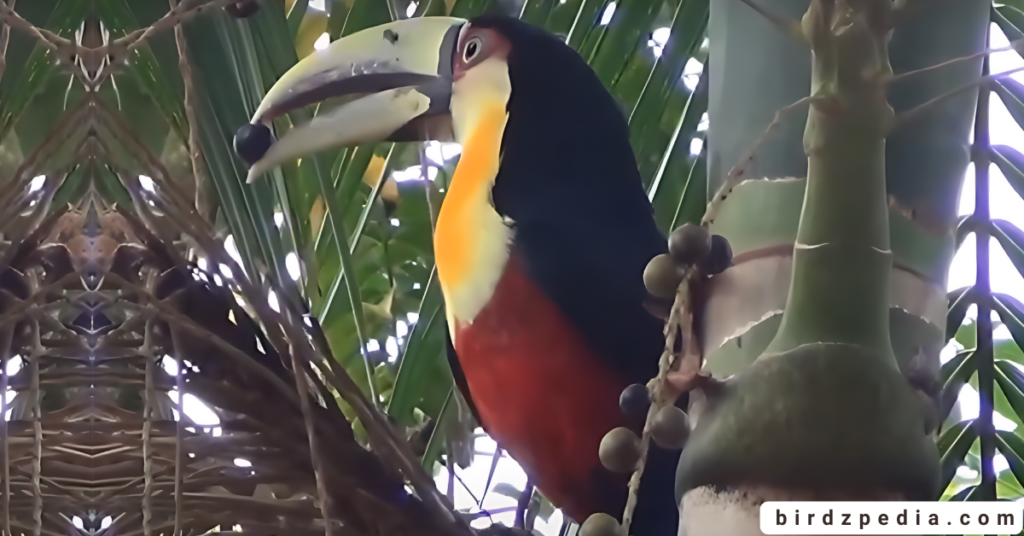 Red-breasted Toucan birdzpedia.com