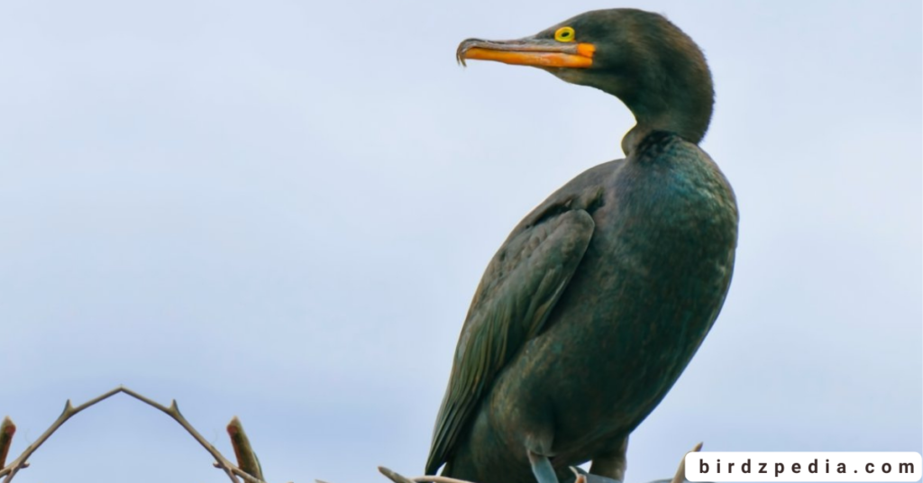 Pelagic cormorant birdzpedia.com