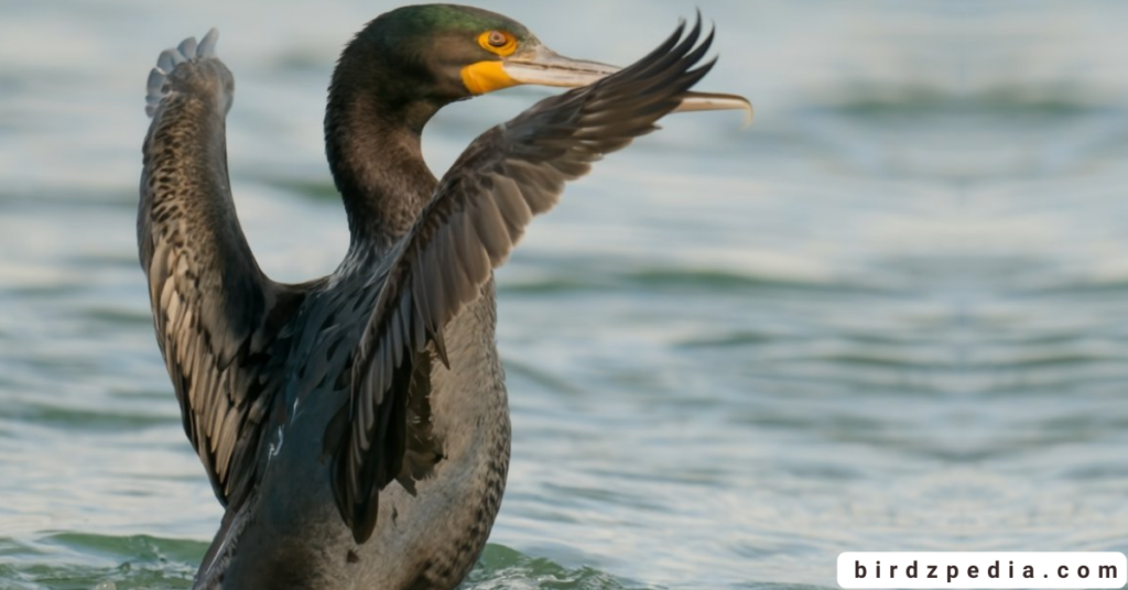 Pelagic cormorant birdzpedia.com