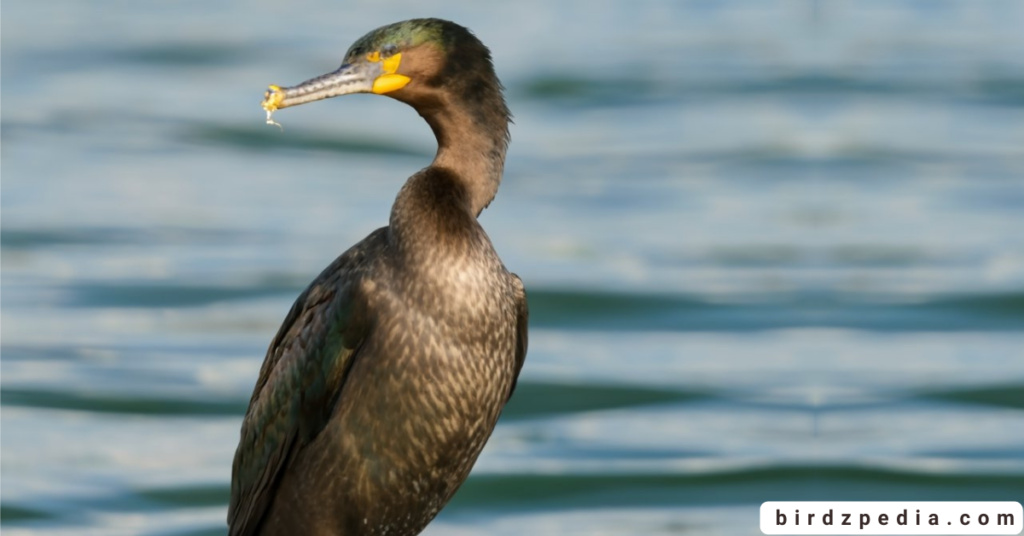 Pelagic cormorant birdzpedia.com