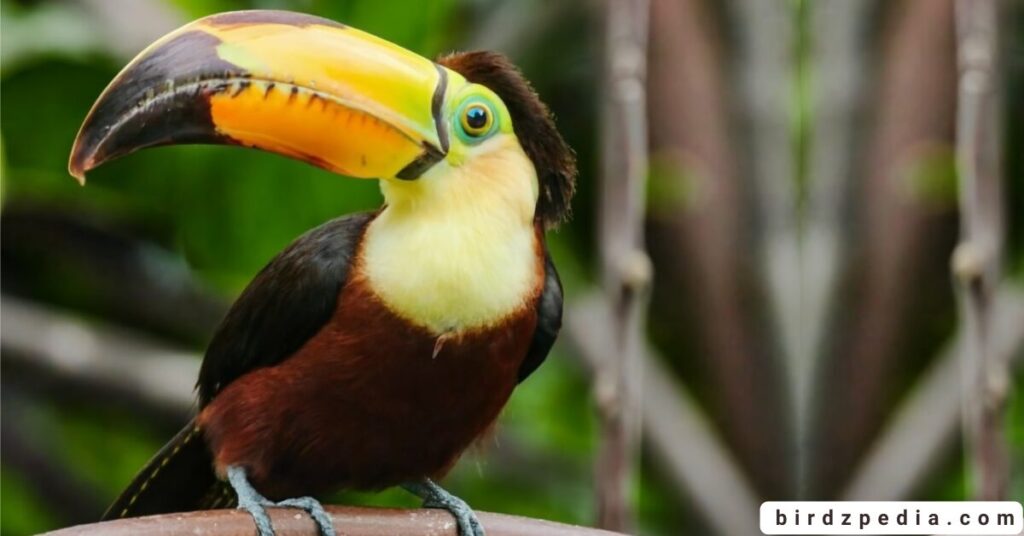 Choco Toucan birdzpedia.com