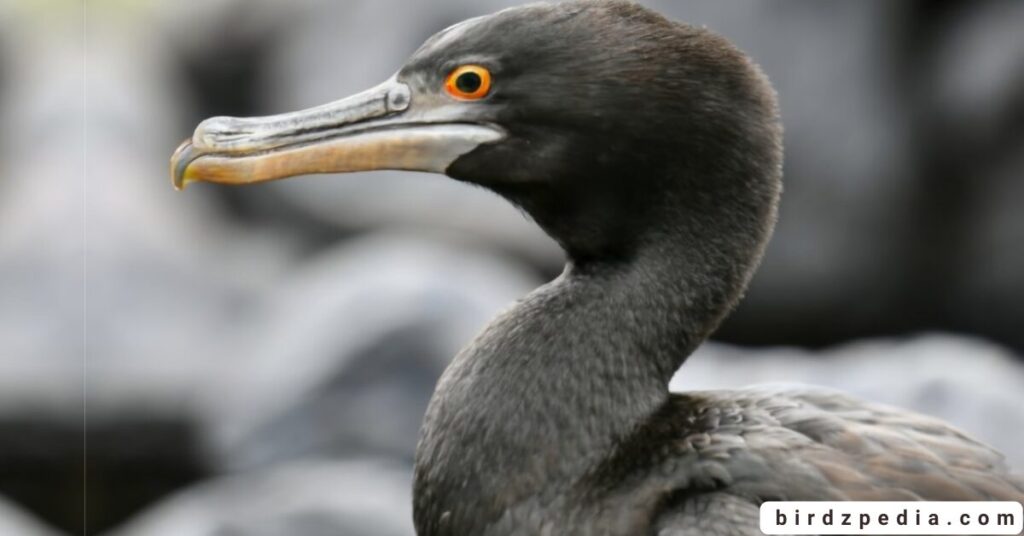 Flightless cormorant birdzpedia.com