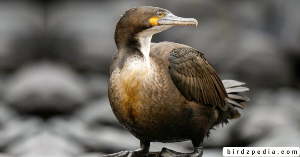 Flightless cormorant birdzpedia.com