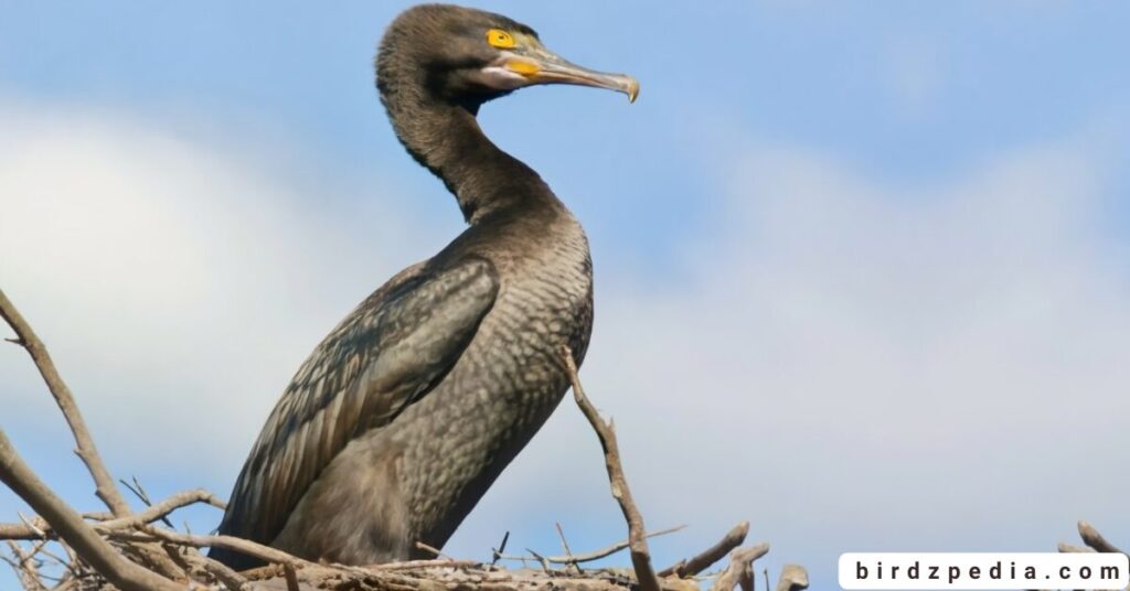 Flightless cormorant birdzpedia.com