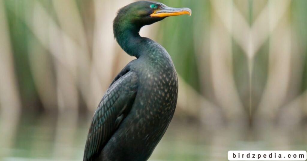 Neotropic cormorant birdzpedia.com