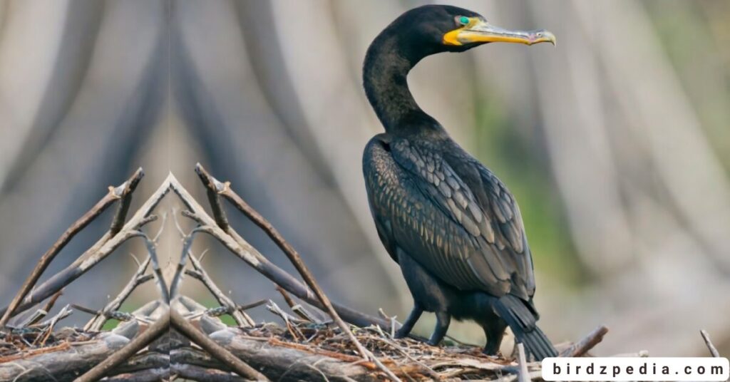 Neotropic cormorant birdzpedia.com