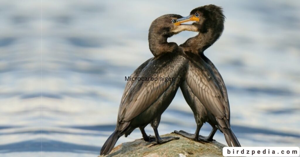 Little Cormorant birdzpedia.com