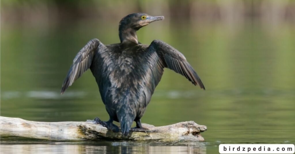 Little Cormorant birdzpedia.com
