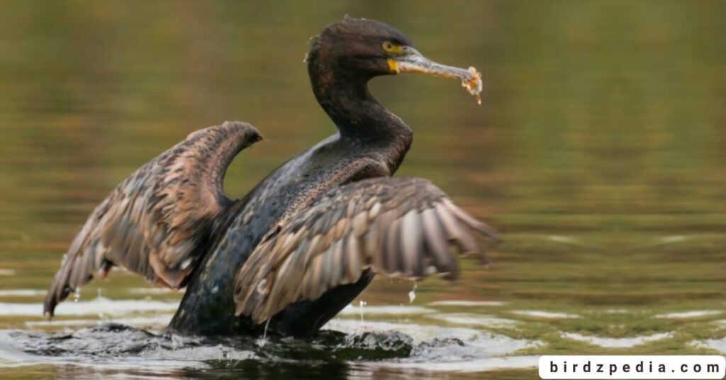 Little Cormorant birdzpedia.com