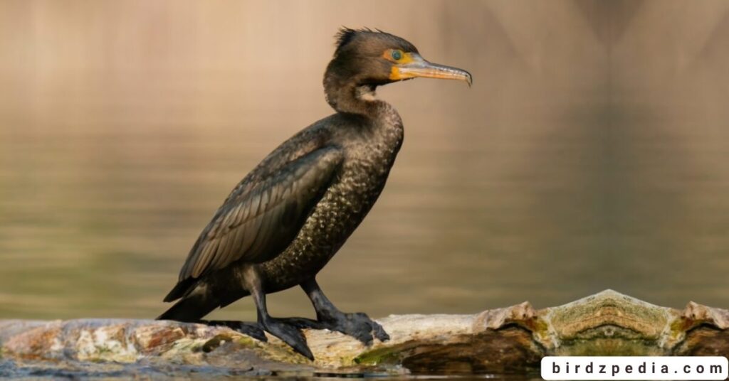 Little Cormorant birdzpedia.com