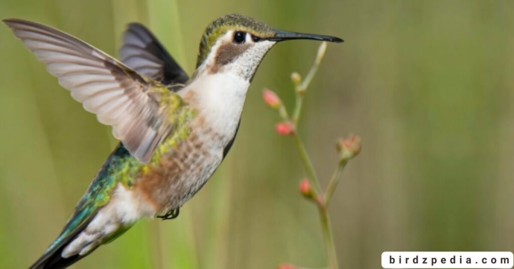 Hummingbird birdzpedia.com