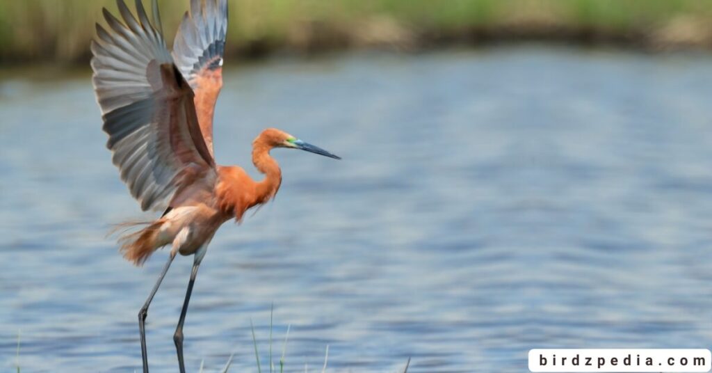 Image 27