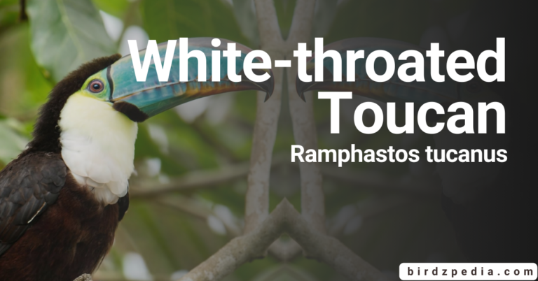 Inside the Habitat of the White-Throated Toucan