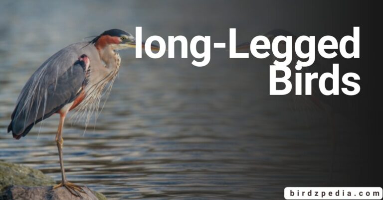 30 BIRDS WITH LONG LEGS identification and Pictures