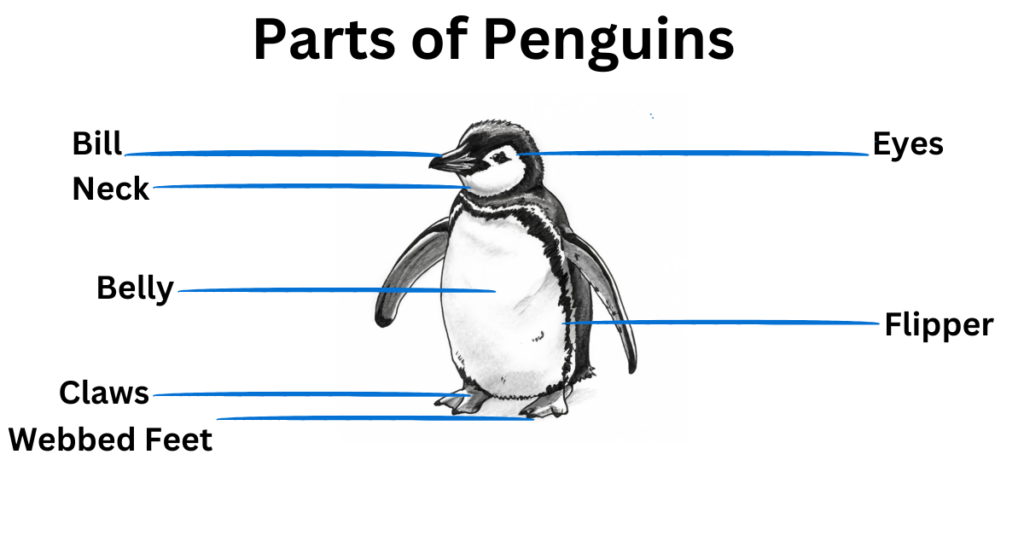Penguin birdzpedia.com