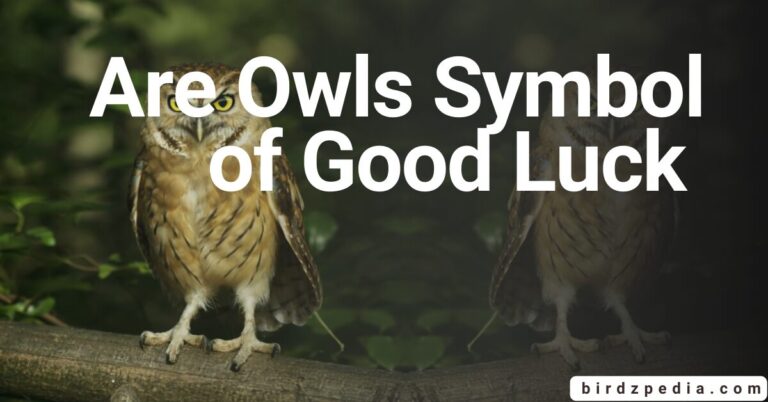 ARE OWLS  Symbol of GOOD  LUCK ?