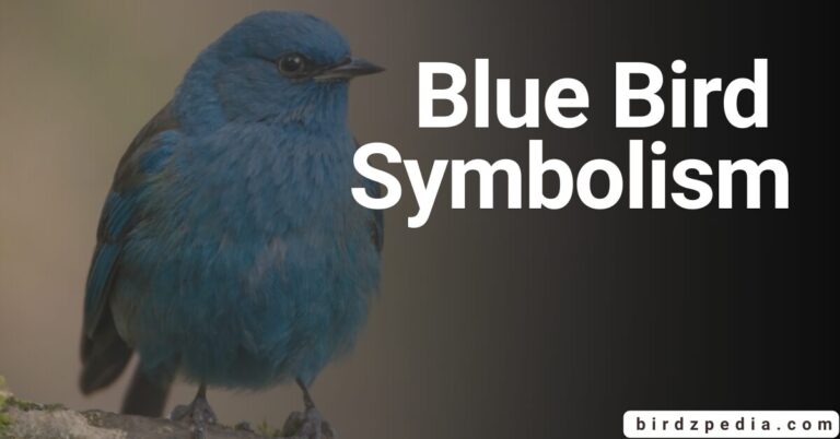 BLUE BIRD SYMBOLISM: Significance and Spiritual Meanings