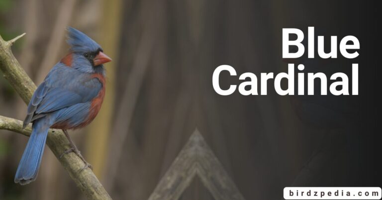 Are Blue Cardinals an Illusion or a True Story?