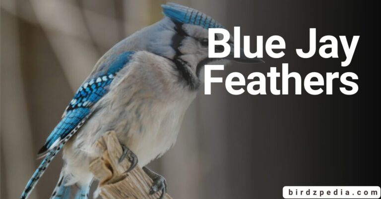 BULE JAY FEATHERS Symbolism, Meanings, Pictures and Overview