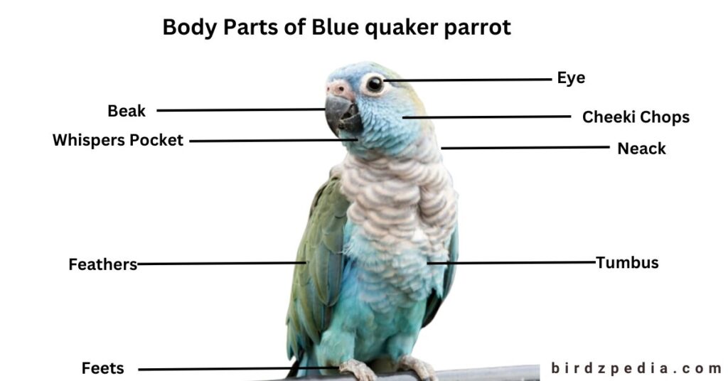 Blue Quaker Parrot birdzpedia.com