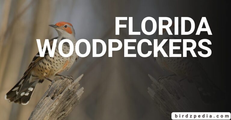 FLORIDA WOODPECKERS Types, Sounds and More
