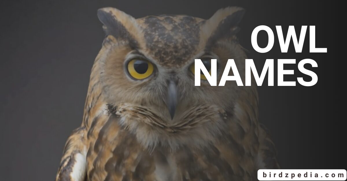 Owl Names
