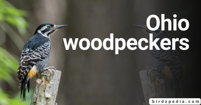 OHIO WOODPEACKER Types Identification and More