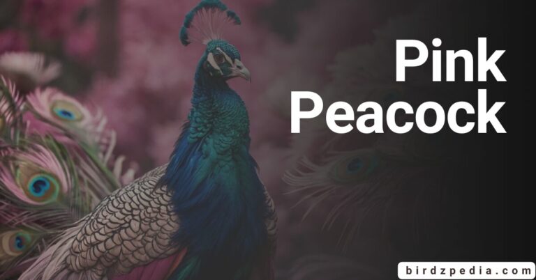 IS THE PINK PEACOCK REAL? Truth behind Their Existence