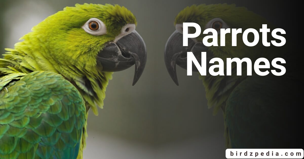 Parrots Names