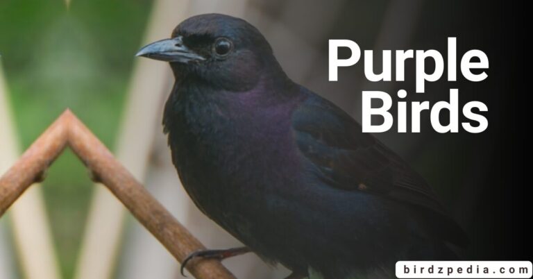 48 Enchanting Purple Birds: Overview And Identification