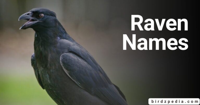 PET RAVEN NAMES: Meanings and Identification