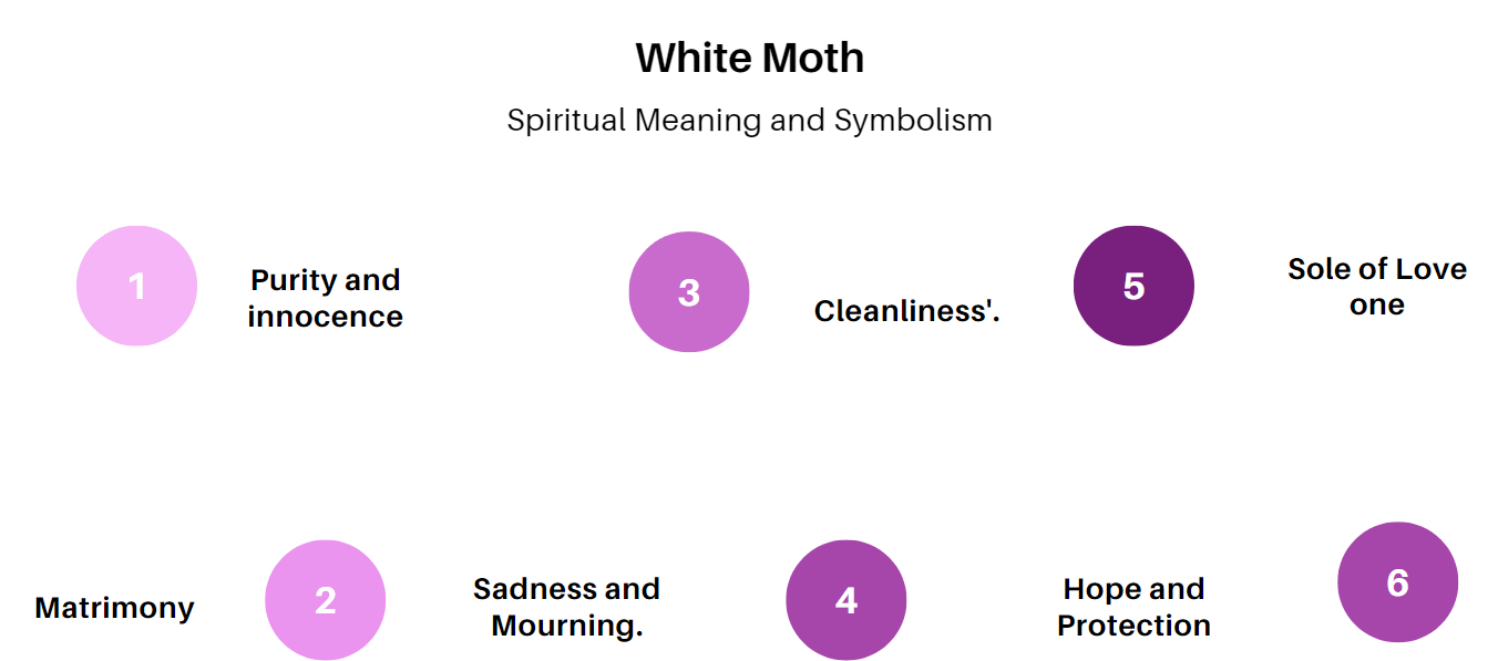 white moths symbols birdzpedia.com