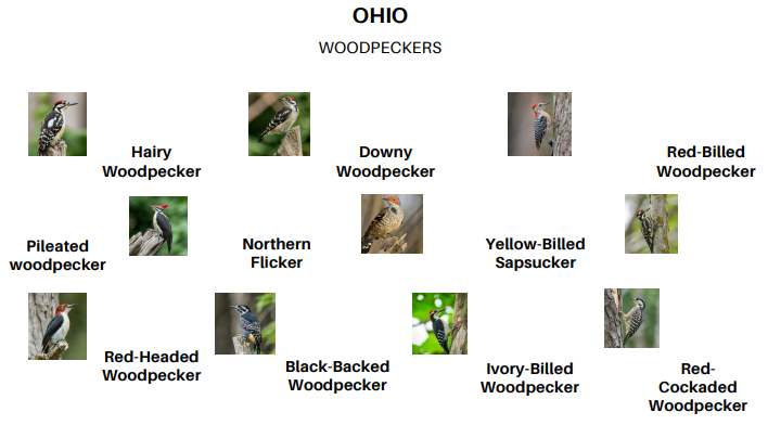 Ohio woodpeckers birdzpedia.com