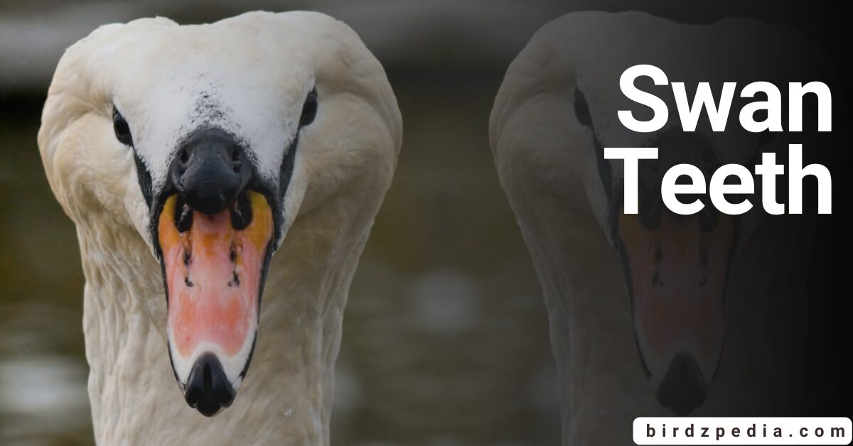 Swan Teeth
