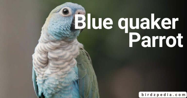 BLUE QUAKER PARROT Nature’s Majestic Marvels