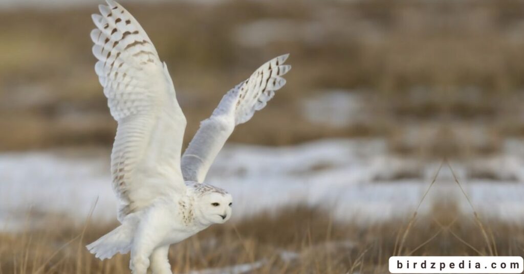Owl Names birdzpedia.com