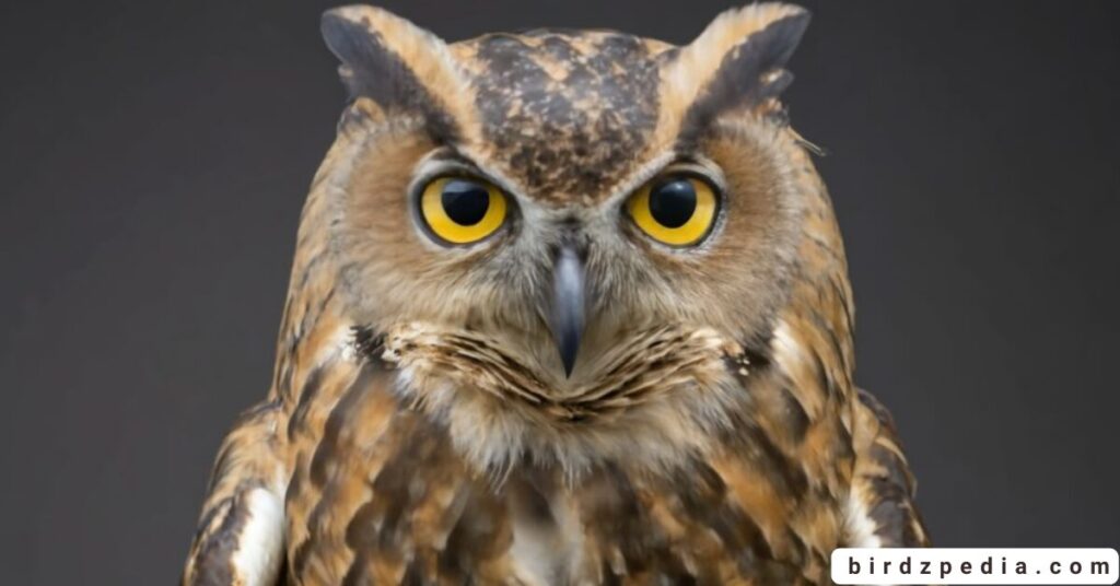 Owl Names birdzpedia.com