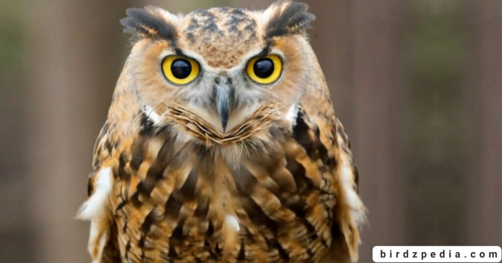 Owl Names birdzpedia.com