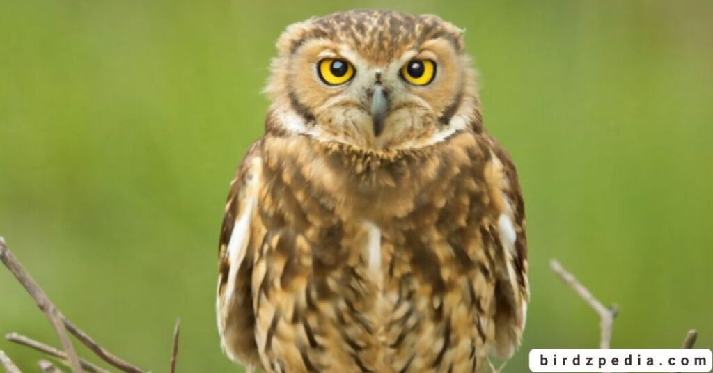 Owl Names birdzpedia.com