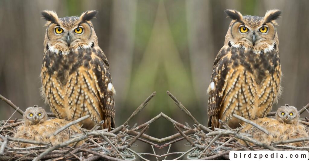 Owl Names birdzpedia.com