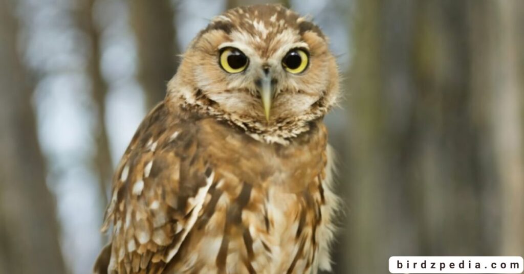 Owl Names birdzpedia.com