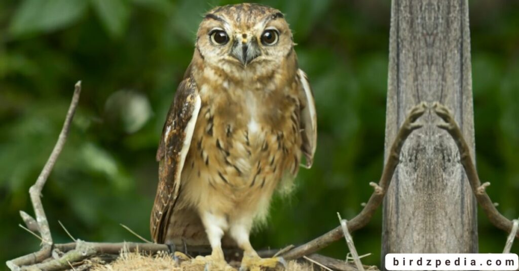 Owl Names birdzpedia.com