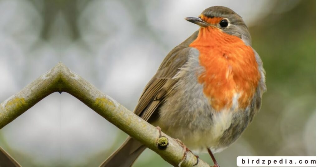 Orange belly bird birdzpedia.com