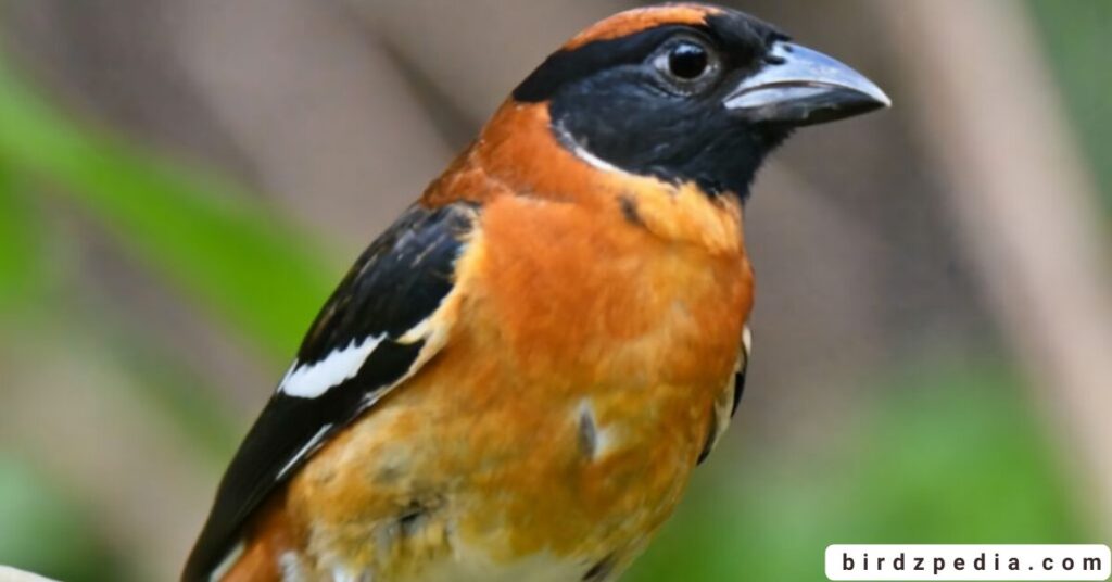 Orange belly bird birdzpedia.com
