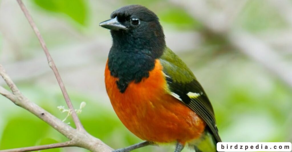 Orange belly bird birdzpedia.com