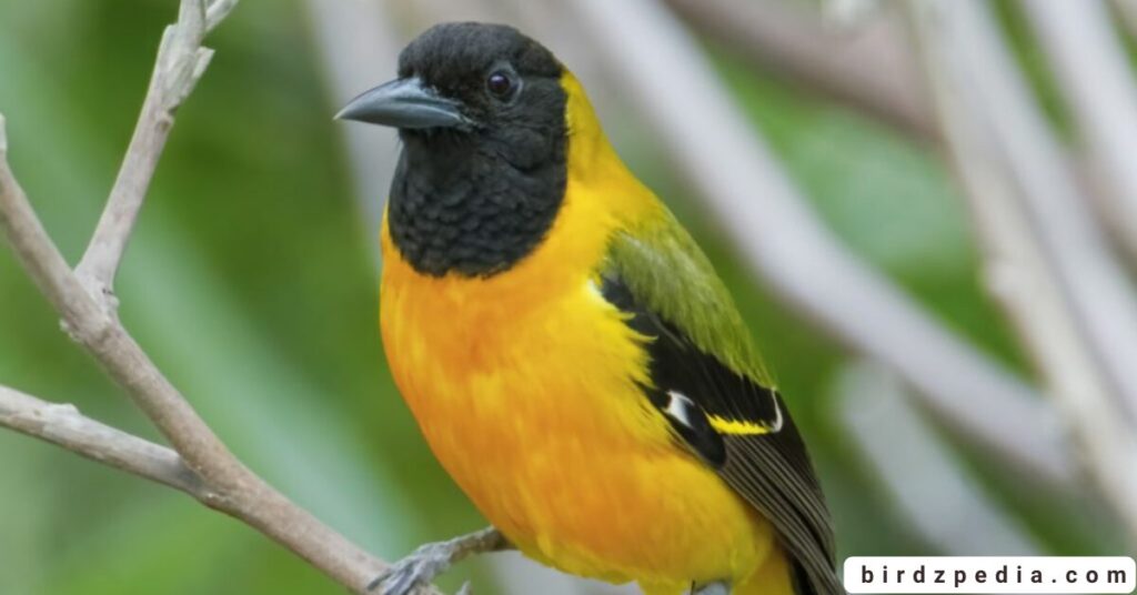 Orange belly bird birdzpedia.com