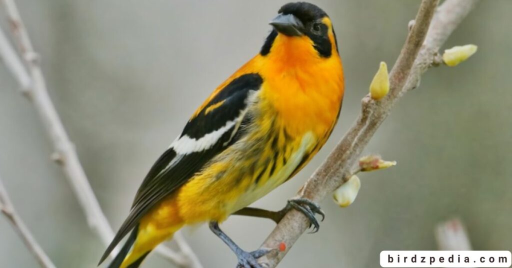 Orange belly bird birdzpedia.com