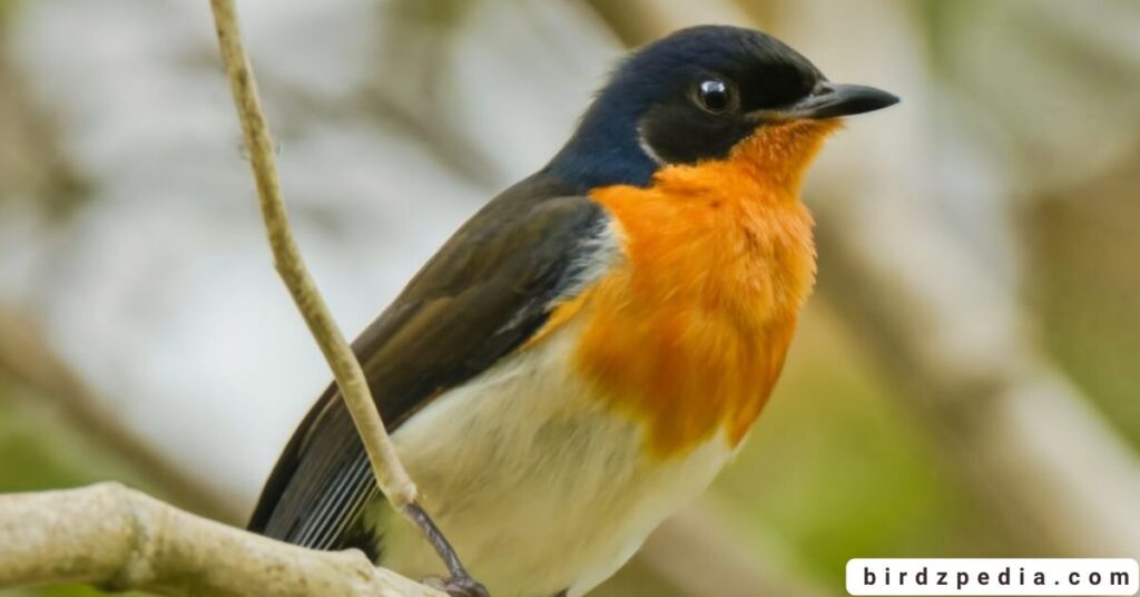 Orange belly bird birdzpedia.com