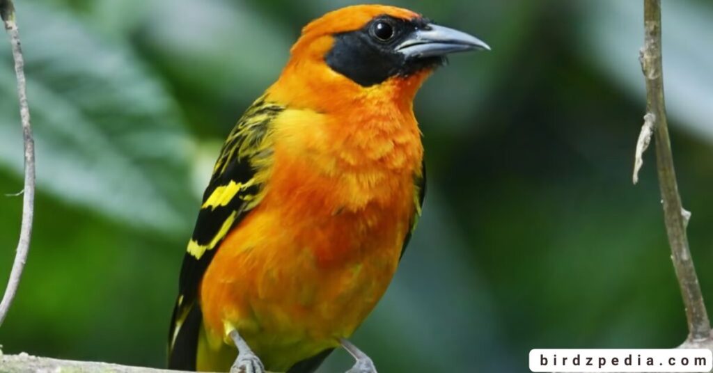 Orange belly bird birdzpedia.com